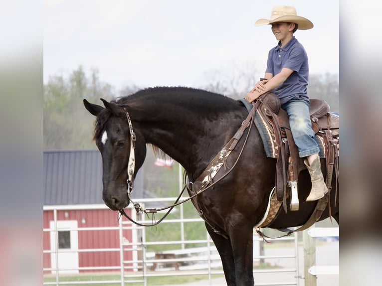 Friesian horses Mix Gelding 5 years 17 hh Black in Fresno