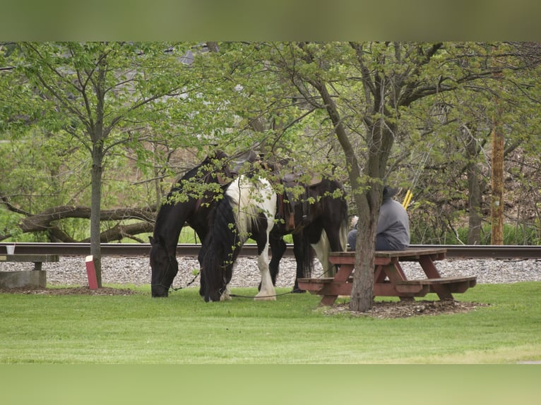 Friesian horses Mix Gelding 5 years 17 hh Black in Fresno