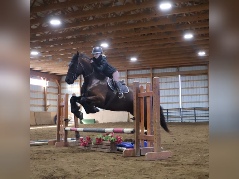 Friesian horses Gelding 5 years 17 hh Black in Howell