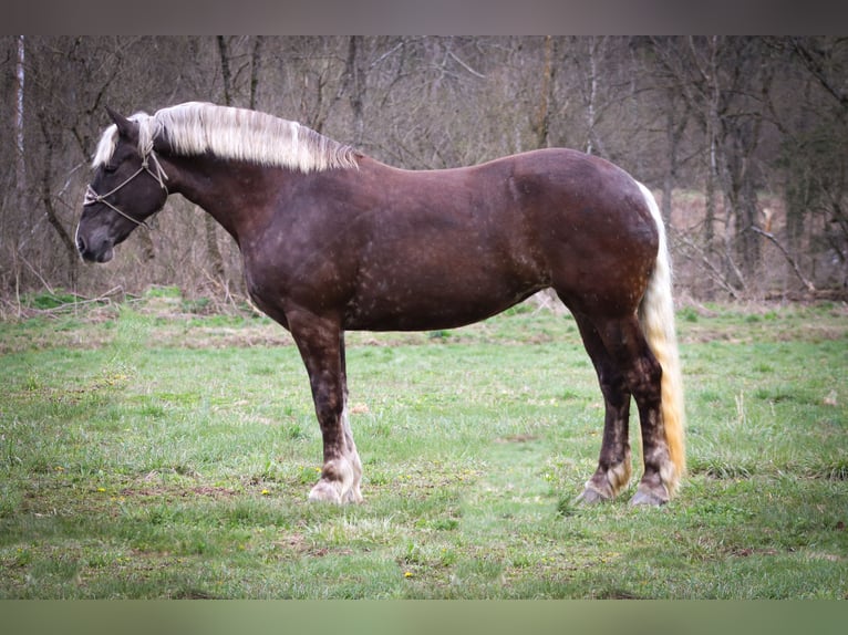 Friesian horses Gelding 5 years 17 hh Gray-Dapple in Flemingsburg Ky