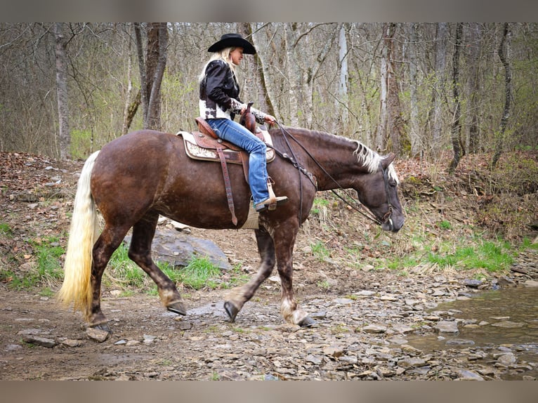 Friesian horses Gelding 5 years 17 hh Gray-Dapple in Flemingsburg Ky