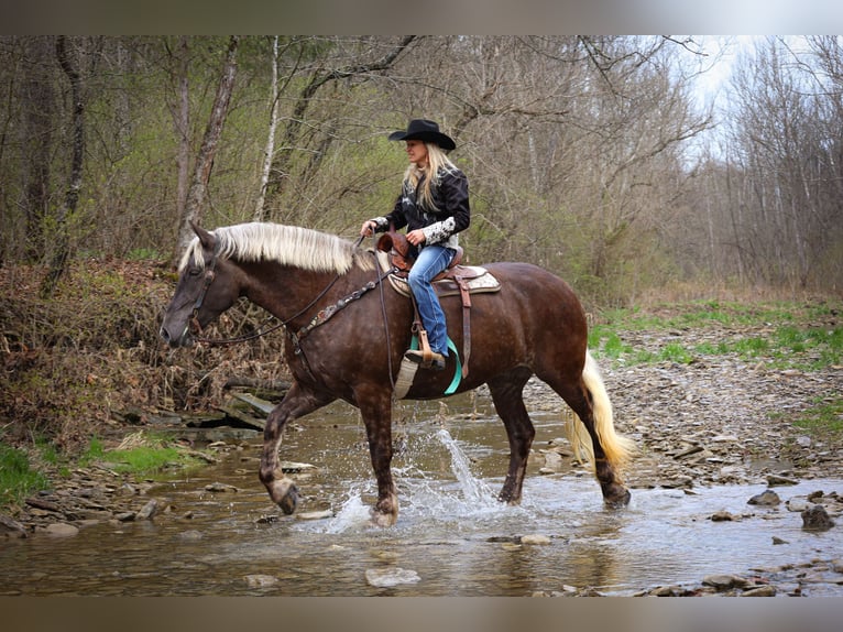 Friesian horses Gelding 5 years 17 hh Gray-Dapple in Flemingsburg Ky