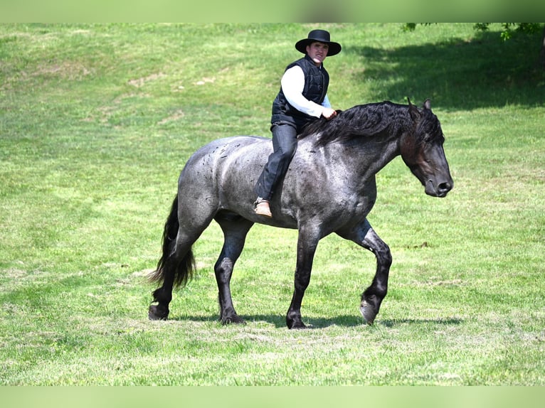 Friesian horses Gelding 5 years 17 hh Roan-Blue in Fairbank IA