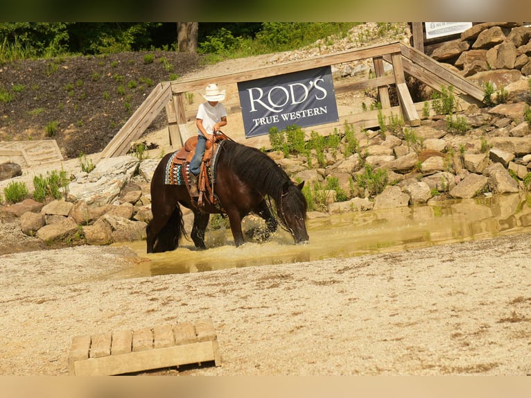 Friesian horses Mix Gelding 5 years 17,2 hh Black in Fresno