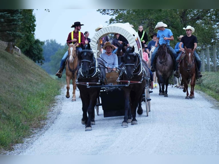 Friesian horses Mix Gelding 5 years 17,2 hh Black in Fresno