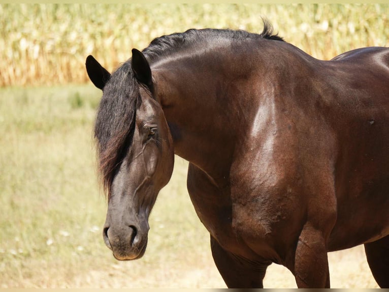 Friesian horses Mix Gelding 5 years 17,2 hh Black in Fresno