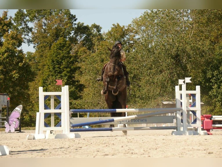 Friesian horses Mix Gelding 5 years 17,2 hh Black in Fresno