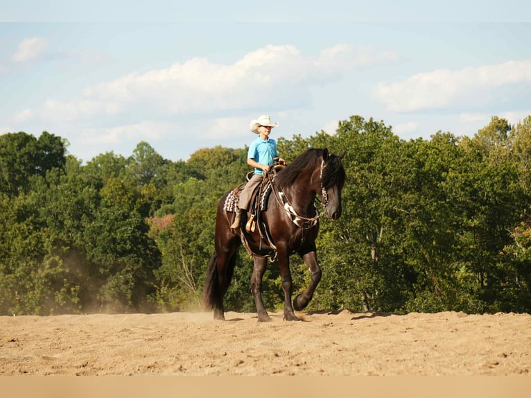 Friesian horses Mix Gelding 5 years 17,2 hh Black in Fresno