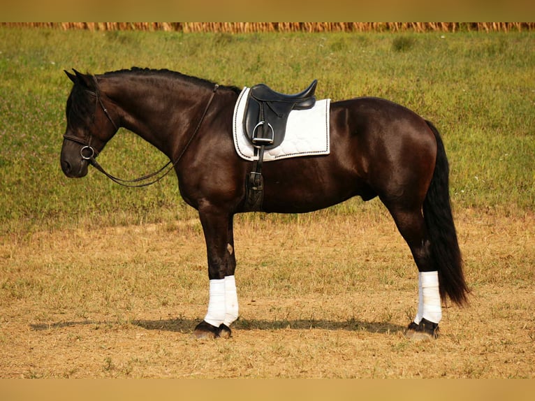 Friesian horses Mix Gelding 5 years 17,2 hh Black in Fresno