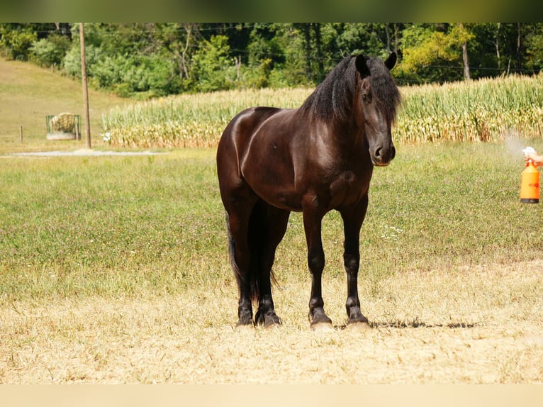 Friesian horses Mix Gelding 5 years 17,2 hh Black in Fresno