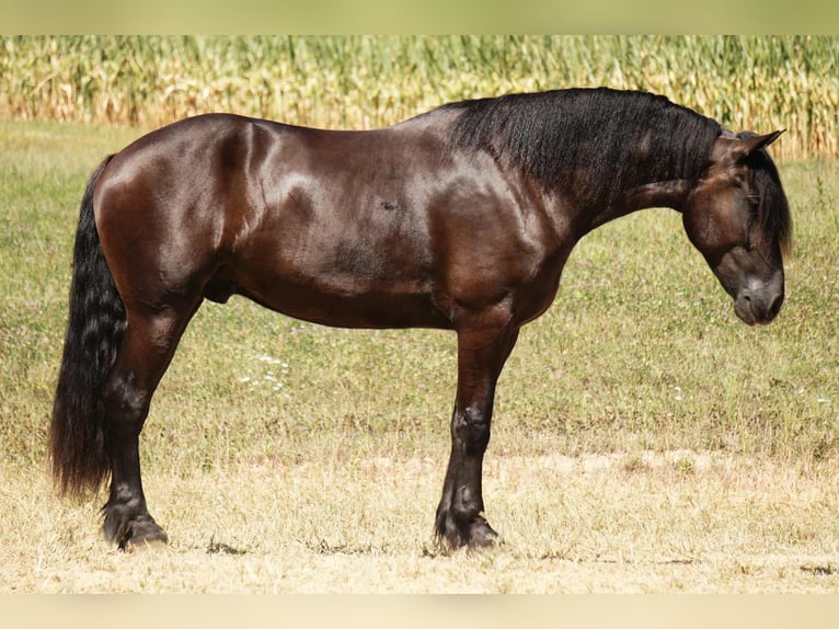 Friesian horses Mix Gelding 5 years 17,2 hh Black in Fresno