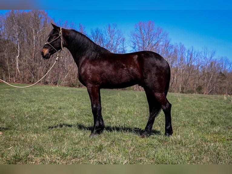 Friesian horses Gelding 5 years Bay in Hillsboro KY