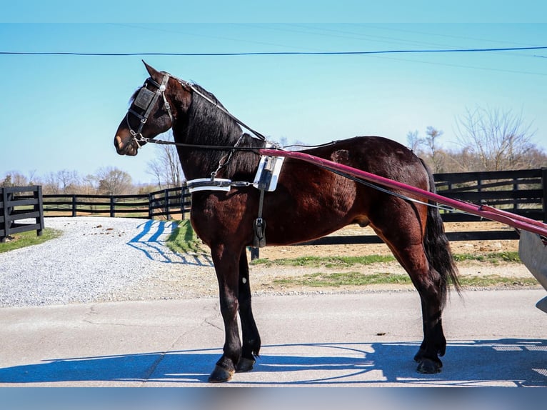 Friesian horses Gelding 5 years Bay in Hillsboro KY