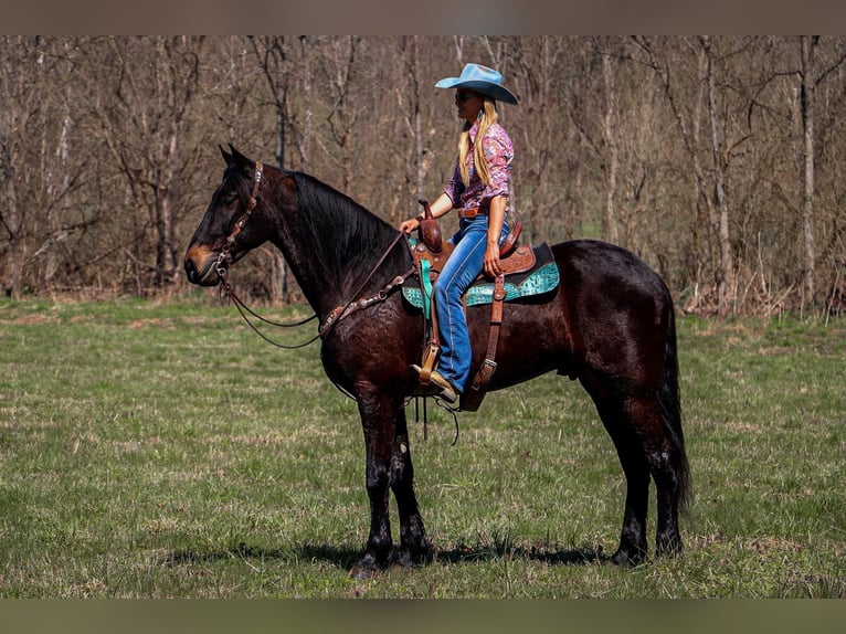 Friesian horses Gelding 5 years Bay in Hillsboro KY