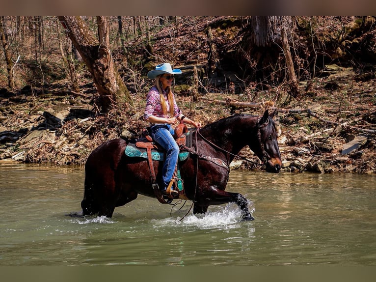 Friesian horses Gelding 5 years Bay in Hillsboro KY