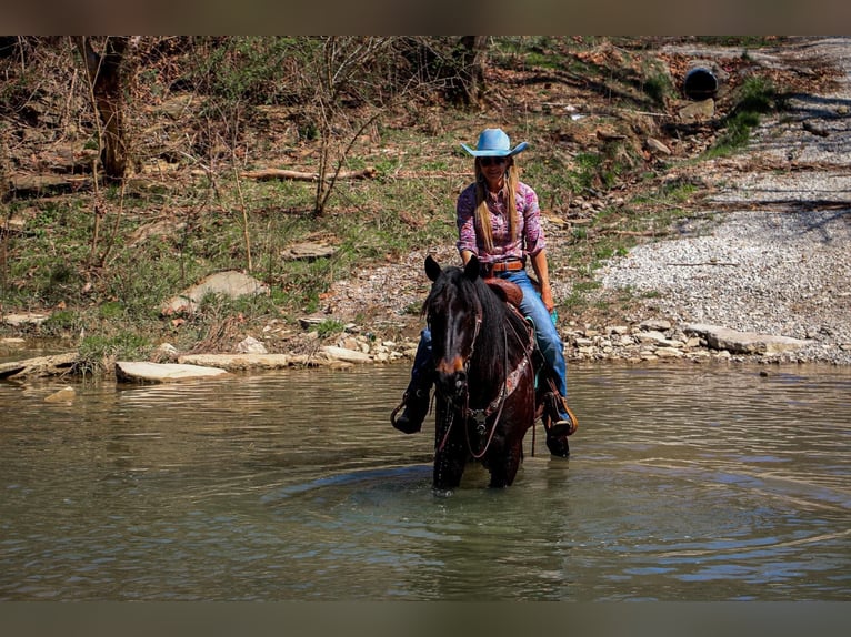 Friesian horses Gelding 5 years Bay in Hillsboro KY