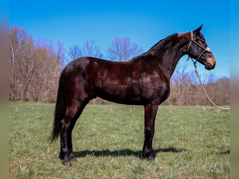 Friesian horses Gelding 5 years Bay in Hillsboro KY