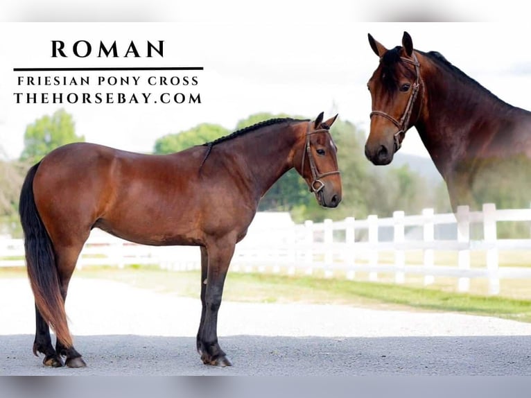 Friesian horses Gelding 5 years Bay in Roy, WA