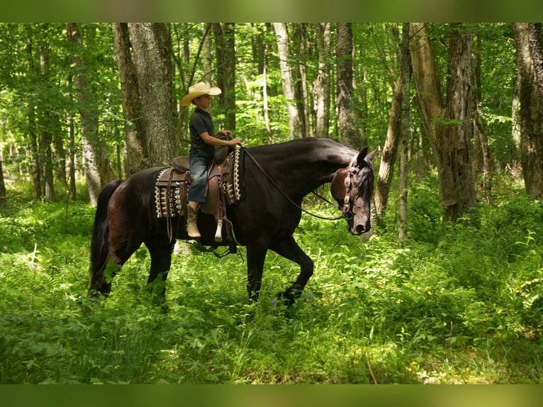 Friesian horses Mix Gelding 5 years Black in Fresno