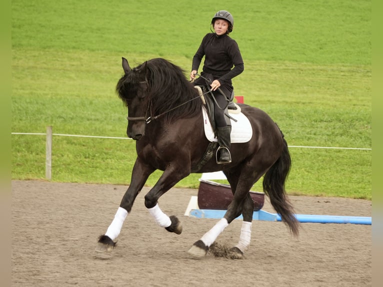 Friesian horses Mix Gelding 5 years Black in Fresno