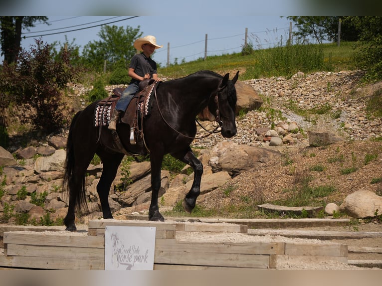 Friesian horses Mix Gelding 5 years Black in Fresno