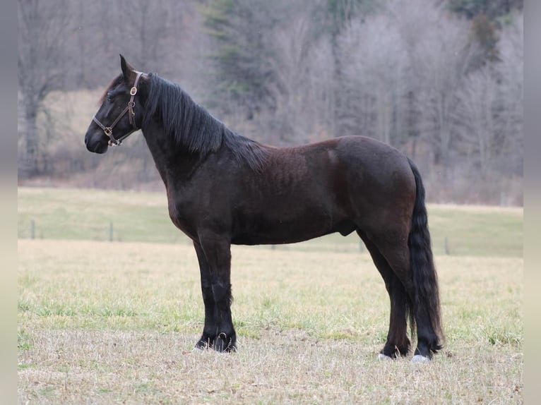Friesian horses Mix Gelding 5 years Black in Beaversprings, PA
