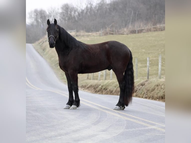 Friesian horses Mix Gelding 5 years Black in Beaversprings, PA