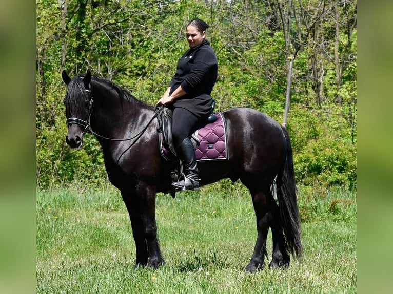 Friesian horses Mix Gelding 5 years Black in Strasburg, OH