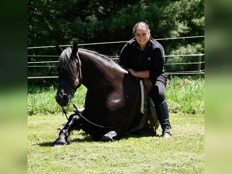 Friesian horses Mix Gelding 5 years Black in Strasburg, OH