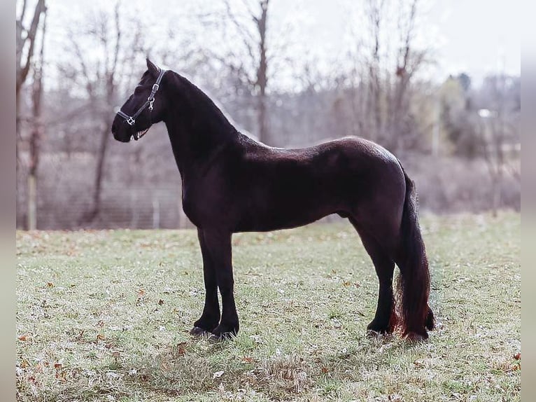 Friesian horses Gelding 5 years Black in Howell, MI