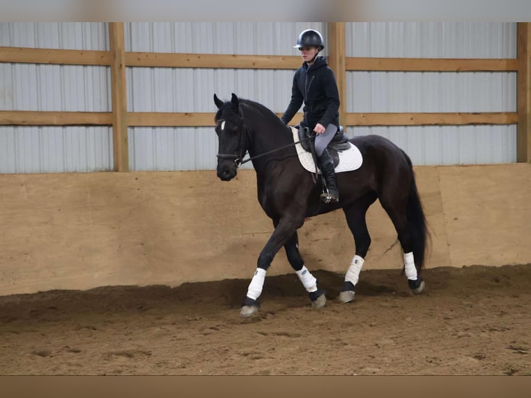 Friesian horses Gelding 5 years Black in Howell, MI