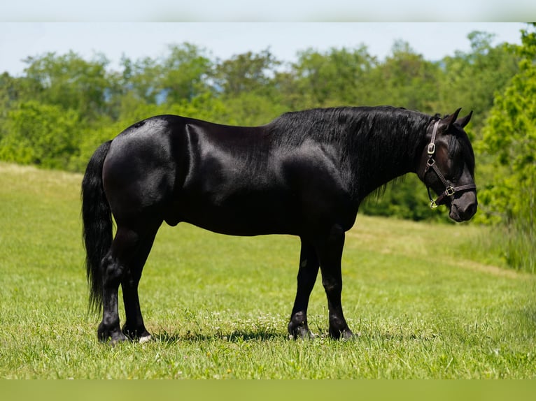 Friesian horses Mix Gelding 5 years Black in Needmore
