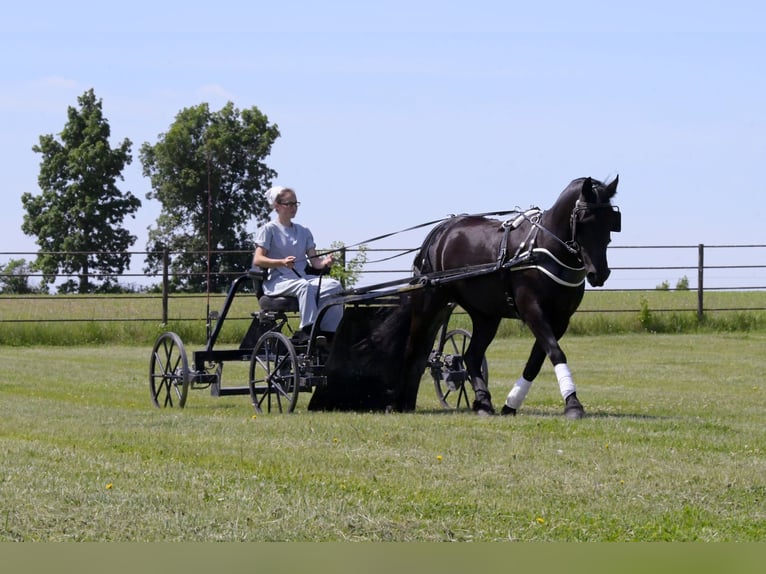 Friesian horses Gelding 5 years Black in Oelwein