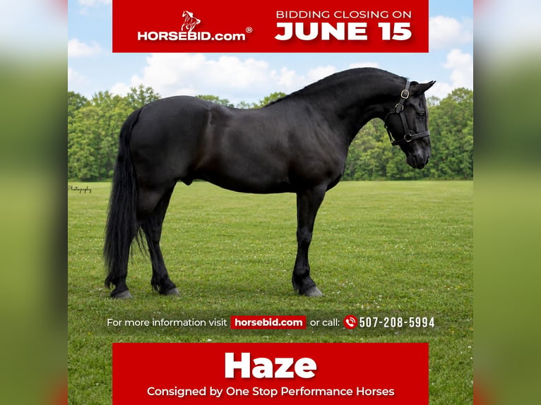 Friesian horses Gelding 5 years Black in Oelwein