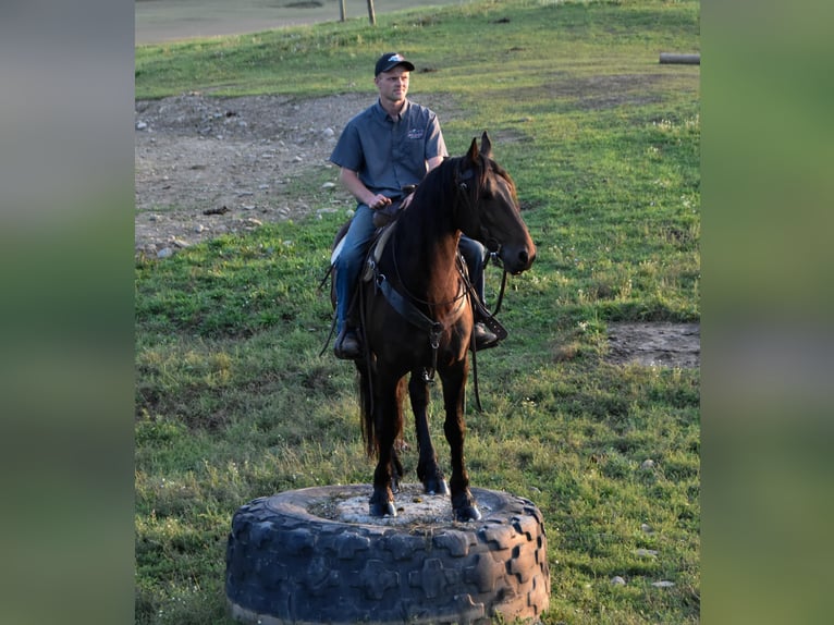 Friesian horses Gelding 5 years Black in Warsaw NY