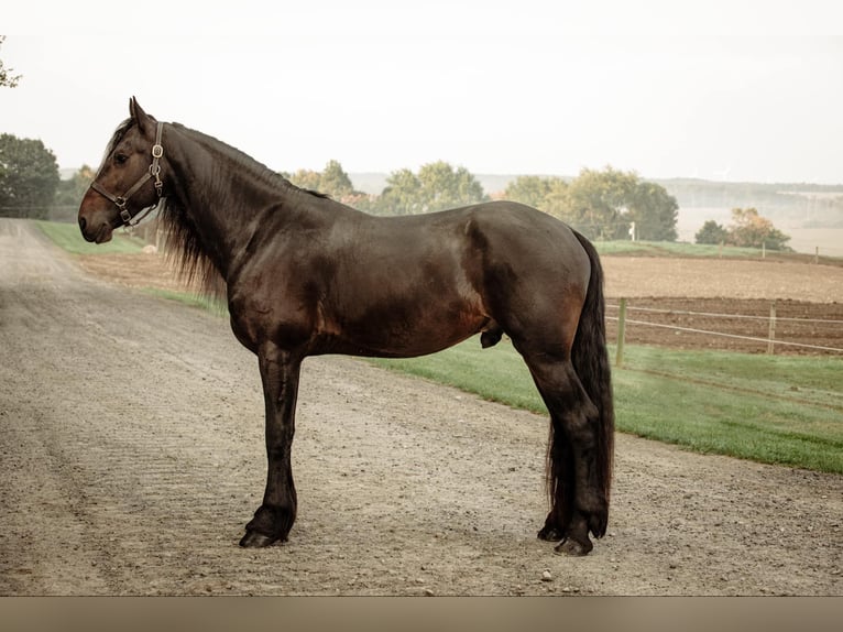 Friesian horses Gelding 5 years Black in Warsaw NY