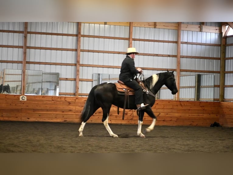 Friesian horses Mix Gelding 5 years Black in Rebersburg, PA