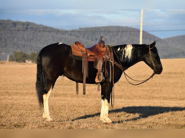 Friesian horses Mix Gelding 5 years Black in Rebersburg, PA