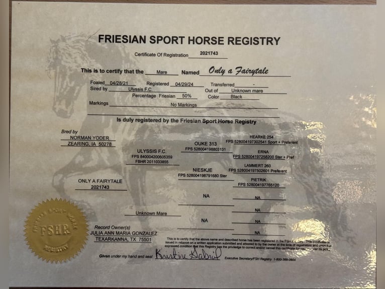 Friesian horses Gelding 5 years Black in Texarkana TX