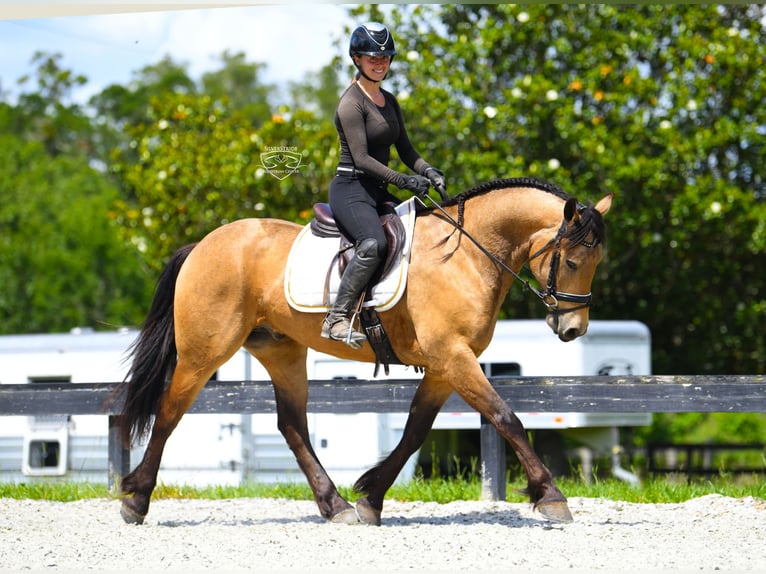 Friesian horses Mix Gelding 5 years Buckskin in Ocala