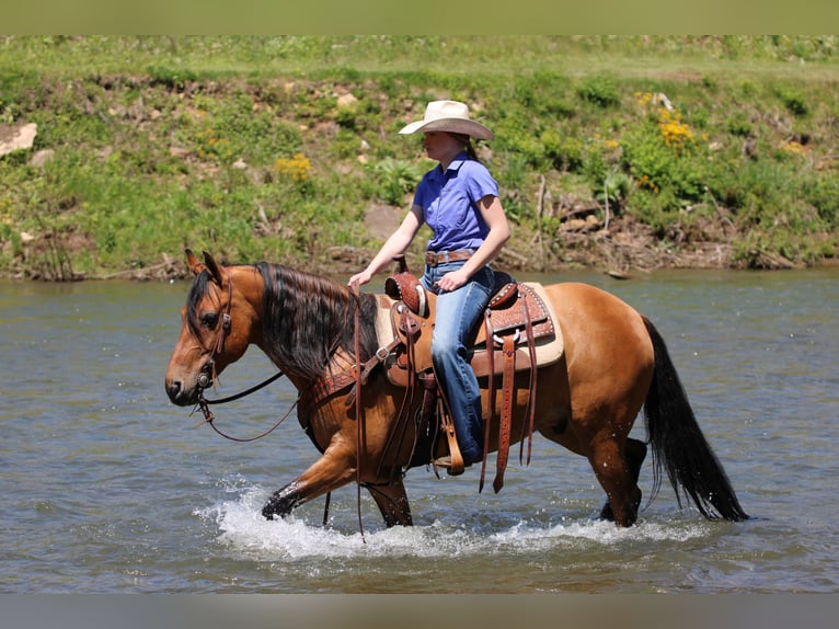 Friesian horses Mix Gelding 5 years Buckskin in Clarion, PA