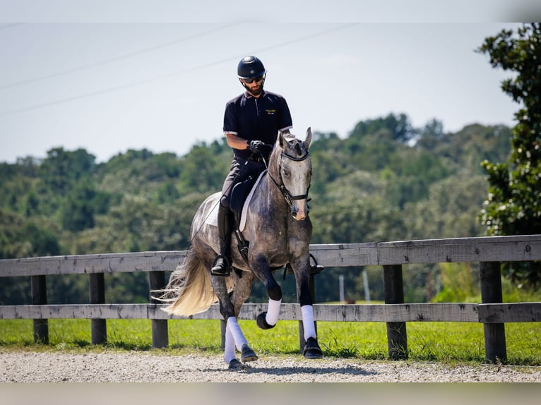 Friesian horses Mix Gelding 5 years Grey in Aiken