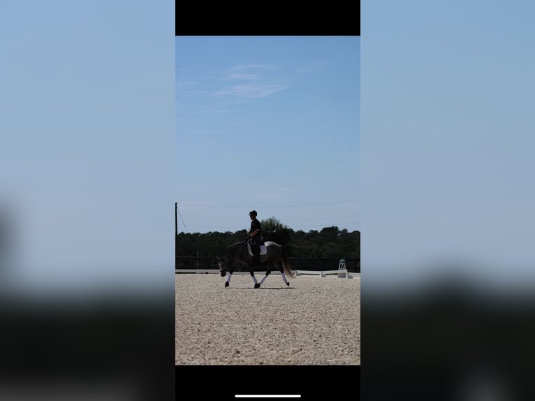 Friesian horses Mix Gelding 5 years Grey in Aiken