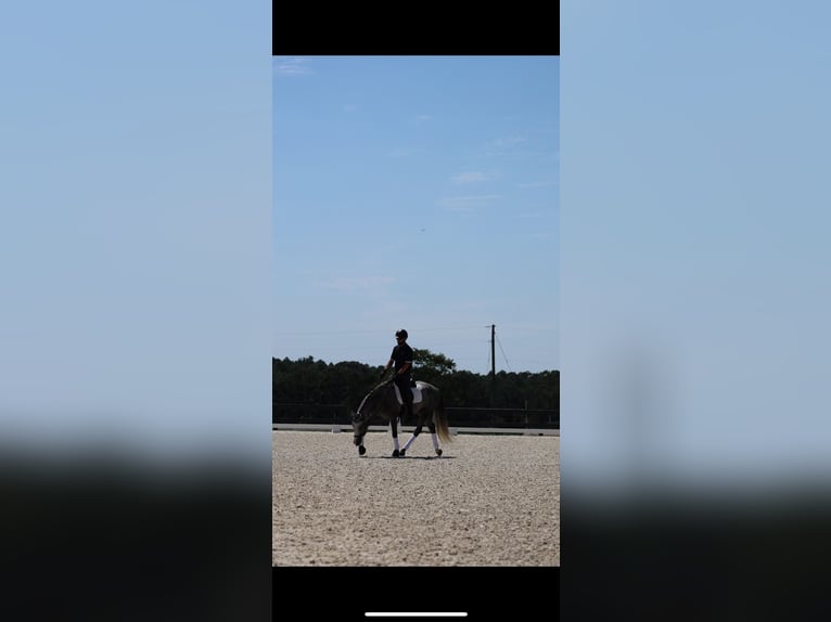 Friesian horses Mix Gelding 5 years Grey in Aiken