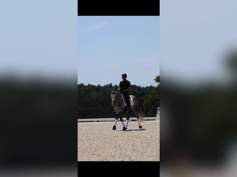 Friesian horses Mix Gelding 5 years Grey in Aiken