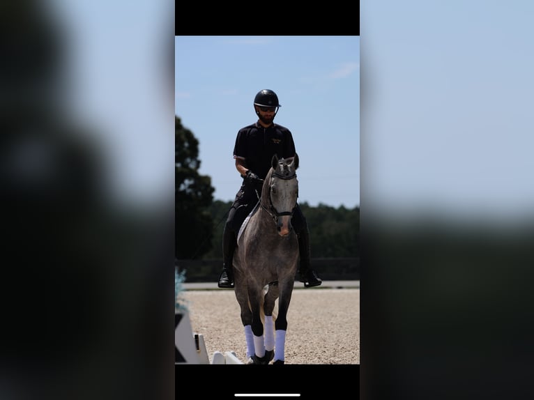 Friesian horses Mix Gelding 5 years Grey in Aiken