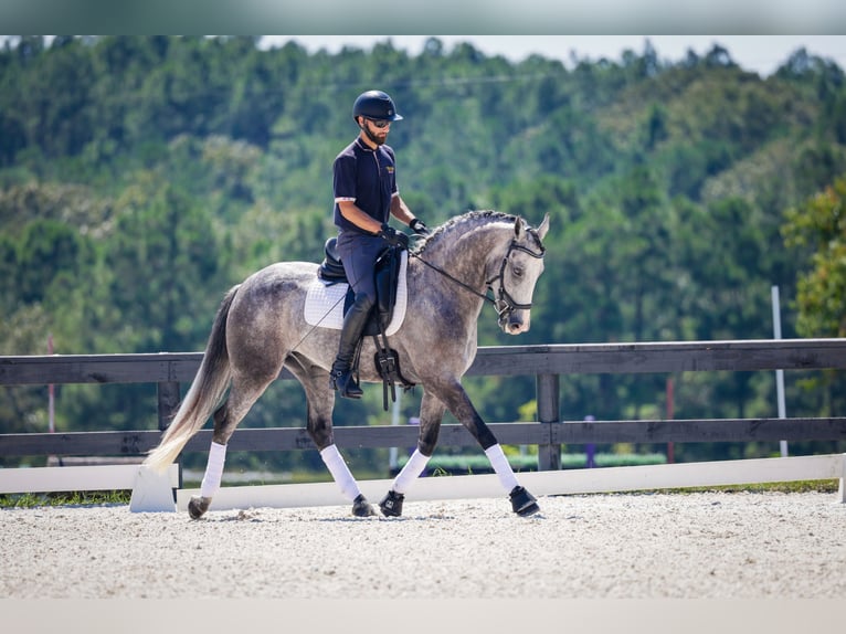 Friesian horses Mix Gelding 5 years Grey in Aiken