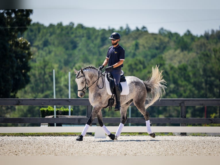 Friesian horses Mix Gelding 5 years Grey in Aiken