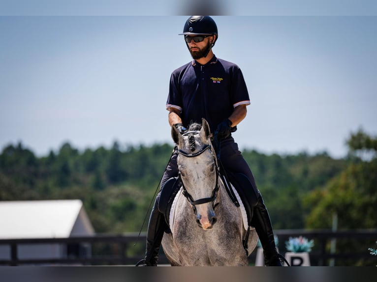 Friesian horses Mix Gelding 5 years Grey in Aiken