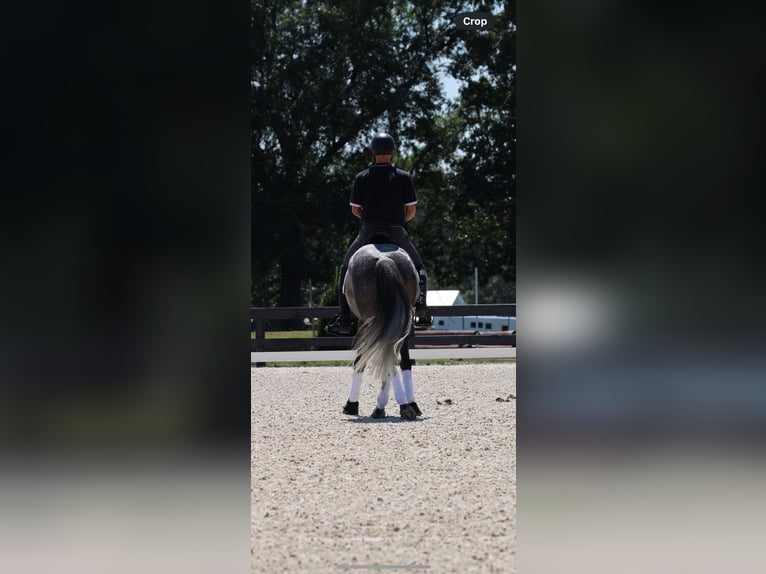 Friesian horses Mix Gelding 5 years Grey in Aiken